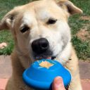 SodaPup (Сода Пап) Spotnik Flying Saucer Treat Dispenser – Жевательная игрушка-диспенсер Спутник для лакомств из суперпрочного материала для собак