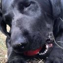 SodaPup (Сода Пап) USA-K9 Stars and Stripes Ultra – Жевательная игрушка-диспенсер USA-K9 для лакомств из суперпрочного материала для собак