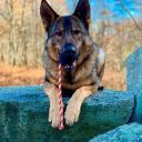 SodaPup (Сода Пап) USA-K9 Magnum Skull Reward Toy – Жевательная игрушка-диспенсер Череп с канатом для лакомств из суперпрочного материала для собак, черная