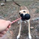 SodaPup (Сода Пап) USA-K9 Magnum Skull Reward Toy – Жевательная игрушка-диспенсер Череп с канатом для лакомств из суперпрочного материала для собак, черная