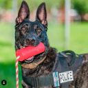 SodaPup (Сода Пап) USA-K9 Firecracker Training Dummy – Жевательная игрушка-диспенсер Петарда из суперпрочного материала для собак