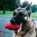 SodaPup (Сода Пап) USA-K9 Grenade Reward Toy – Жевательная игрушка-диспенсер для лакомств Граната с канатом из суперпрочного материала для собак, синяя