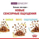 Royal Canin (Роял Канин) Sensory Taste in Jelly – Влажный корм с мясом для взрослых кошек, стимулирующий вкусовые рецепторы (кусочки в желе)