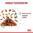 Royal Canin (Роял Канин) Sensory Feel in Jelly – Влажный корм с мясом для взрослых кошек, стимулирующий осязательные рецепторы ротовой полости (кусочки в желе)