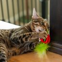 Petstages (Петстейджес) Catstages Strawberry Teether – Клубничка Игрушка для кошек для жевания, чистки зубов и массажа десен с ароматом клубники