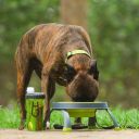 Dexas (Дексас) Single Elevated Feeder Миска на складной подставке, 960 мл