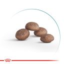 Royal Canin (Роял Канін) Ageing 11+ - Сухий корм для котів віком від 11 років