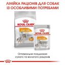 Royal Canin (Роял Канин) Mini Skin Coat Care - Сухой корм для собак мелких пород с тусклой и сухой шерстью