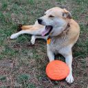 SodaPup (Сода Пап) Bottle Top Flyer Small – Игрушка Фрисби из каучука для собак и щенков, оранжевая