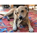 SodaPup (Сода Пап) Nylon Gingerbread Man – Игрушка жевательная Пряничный человечек из суперпрочного материала для собак