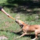 SodaPup (Сода Пап) Opener Tug Toy – Игрушка жевательная Кольцо для открывания из суперпрочного материала для собак