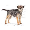 Royal Canin (Роял Канин) Mini Adult Sterilized - Сухой корм для стерилизованных взрослых собак малых пород