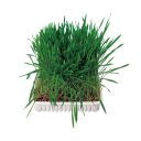 Trixie (Трикси) Трава для маленьких животных