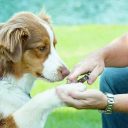 Safari Guillotine Dog Nail Trimmer - Когтерез гильотинный для собак средних и крупных пород