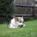 Whimzees (Вимзис) Wellness Daily Dental Treats Alligator - Алигатора натуральные лакомства для зубов собак