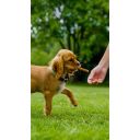 Whimzees (Вимзис) Dental Treats Stix - Натуральные лакомства для зубов собак
