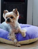 Lucky Pet (Лаки Пет) Зефир - Лежак для собак и котов, фиолетово-кремовый