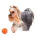 Collar Liker (Лайкер) - Мяч-игрушка для щенков и взрослых собак 5 см