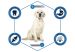 Advance (Эдванс) Dog Labrador - Корм для взрослых собак породы лабрадор