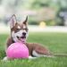 Jolly Pets Bounce-N-Play Мяч для собак, 18 см