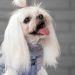 Pet Fashion (Пет Фешн) The Mood Fashion - Жилет для собак