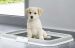 Stefanplast (Стефанпласт) Puppy Training - Туалет для щенков и мелких пород собак