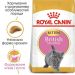 Royal Canin (Роял Канин) Kitten British Shorthair - Сухой корм для котят породы Британская короткошерстная