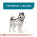 Royal Canin (Роял Канин) Maxi Joint Care - Сухий корм для собак крупных пород с повышенной чувствительностью суставов