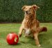 Jolly Pets Teaser Ball Двойной мяч для собак, 16 см