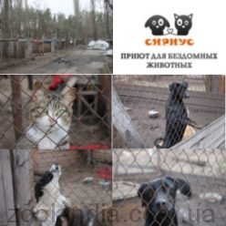 Помощь приюту для бездомных животных "Сириус"