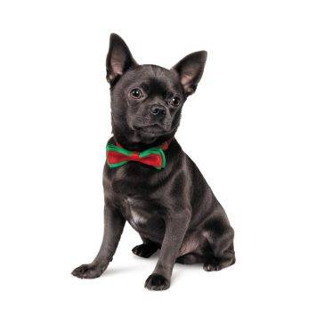 Pet Fashion Метелик NEW YEAR