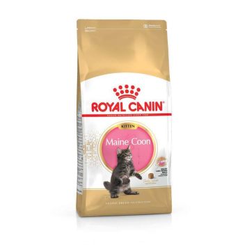 Royal Canin (Роял Канин) Kitten Maine Coon - Сухой корм для котят породы породы Мэйн Кун