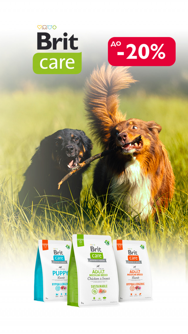 091:БК собака сух ДО 31.03